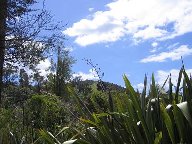 Waiheke