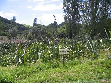 Waiheke