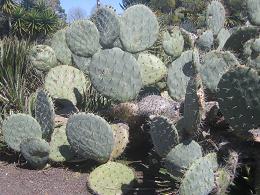 Auckland Botanic Gardens