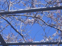 Auckland Botanic Gardens