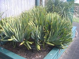 Auckland Botanic Gardens