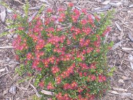 Auckland Botanic Gardens