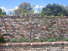 Auckland Botanic Gardens