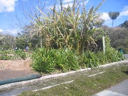 Auckland Botanic Gardens