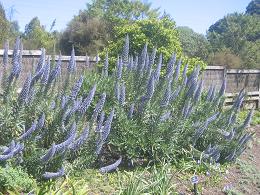 Auckland Botanic Gardens