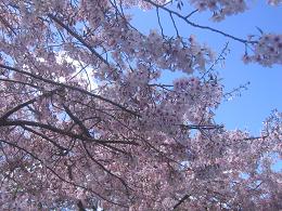 Auckland Botanic Gardens