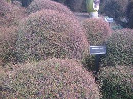 Auckland Botanic Gardens