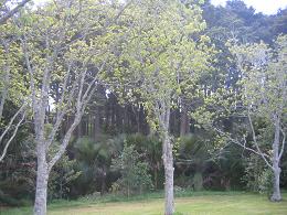 Auckland Botanic Gardens