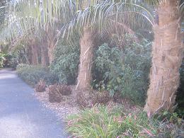 Auckland Botanic Gardens