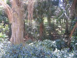 Auckland Botanic Gardens