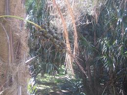 Auckland Botanic Gardens