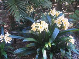 Auckland Botanic Gardens