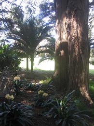 Auckland Botanic Gardens