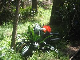 Auckland Botanic Gardens