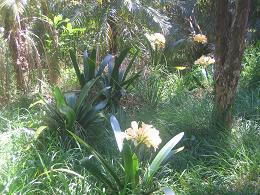 Auckland Botanic Gardens