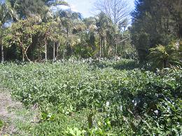Auckland Botanic Gardens