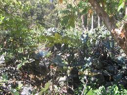 Auckland Botanic Gardens