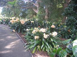 Auckland Botanic Gardens