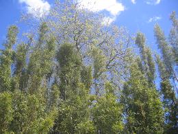 Auckland Botanic Gardens