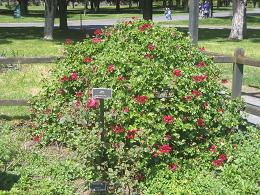 Auckland Botanic Gardens
