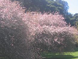 Auckland Botanic Gardens