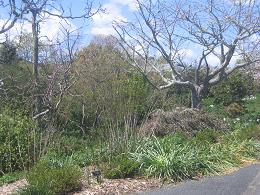 Auckland Botanic Gardens