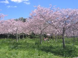 Auckland Botanic Gardens