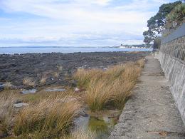 walk from Milford beach to Takapuna beach