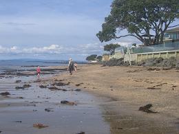 walk from Milford beach to Takapuna beach