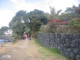 walk from Milford beach to Takapuna beach