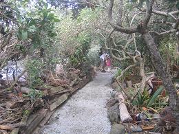 walk from Milford beach to Takapuna beach