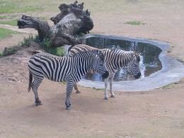 Auckland Zoo