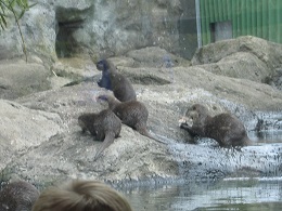 Auckland Zoo