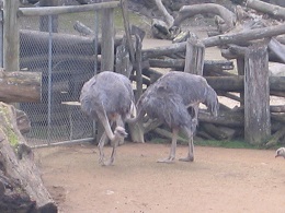 Auckland Zoo