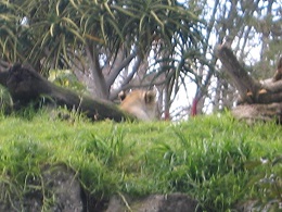 Auckland Zoo