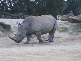 Auckland Zoo