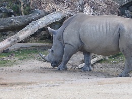 Auckland Zoo