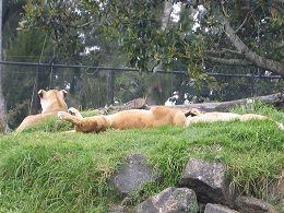 Auckland Zoo