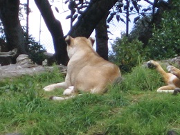 Auckland Zoo