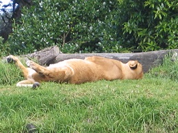 Auckland Zoo