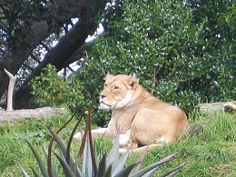 Auckland Zoo