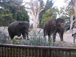 Auckland Zoo