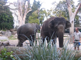 Auckland Zoo