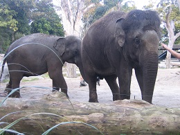 Auckland Zoo