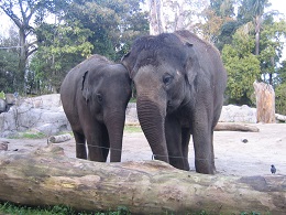 Auckland Zoo