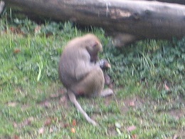 Auckland Zoo