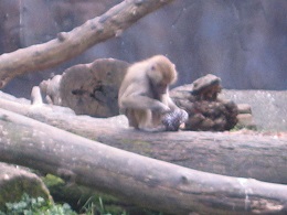 Auckland Zoo