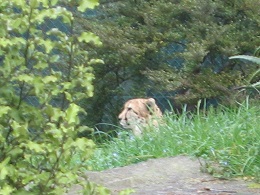 Auckland Zoo