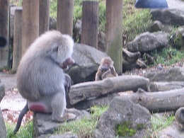 Auckland Zoo