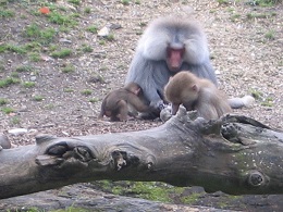 Auckland Zoo